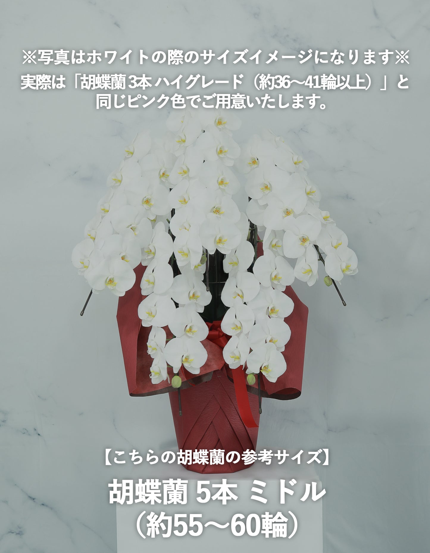 胡蝶蘭 ピンク
