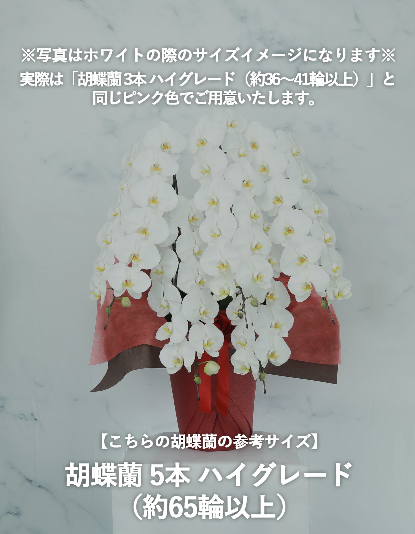 胡蝶蘭 ピンク