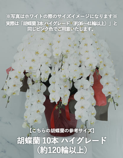胡蝶蘭 ピンク