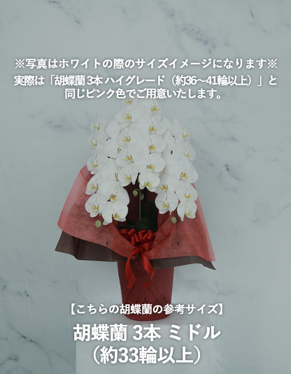 胡蝶蘭 ピンク