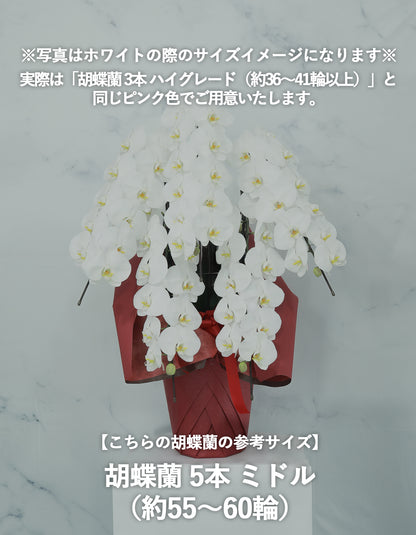 胡蝶蘭 ピンク